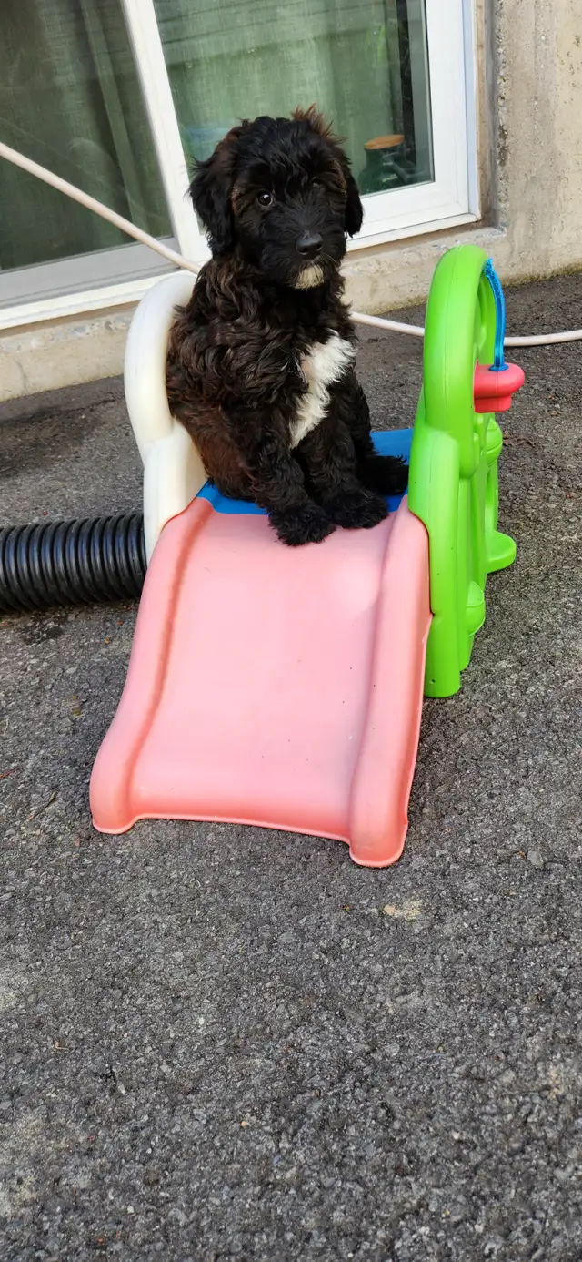 Chiots Whoodle (semblable au GoldenDoodle) in Dogs & Puppies for Rehoming in Longueuil / South Shore - Image 11
