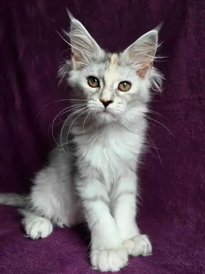 chaton Maine coon, View more