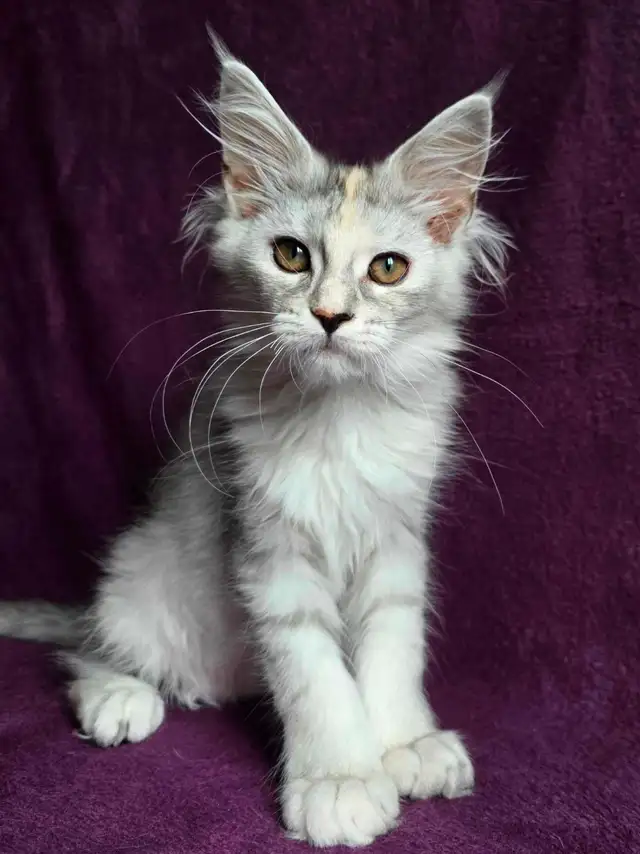 chaton Maine coon in Cats & Kittens for Rehoming in Laval / North Shore - Image 2