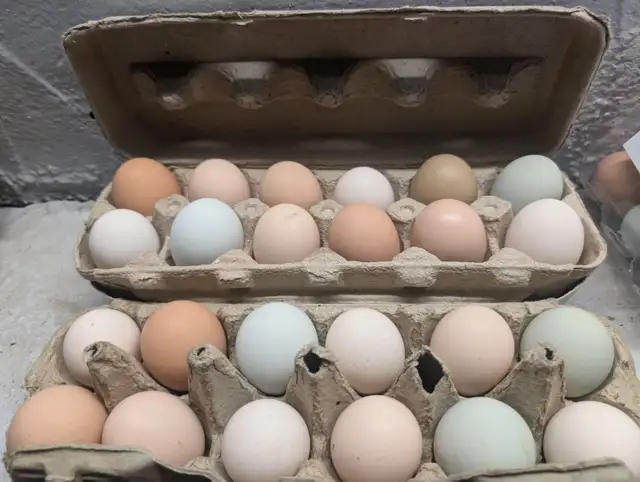 Oeufs couleurs de poule pondeuse fécondés* colored hatching eggs in Birds for Rehoming in City of Montréal - Image 3