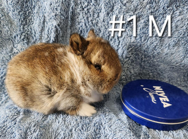 Great Featured Purebred Netherland Dwarf bunny rabbit, #Great fo in Small Animals for Rehoming in Belleville - Image 2