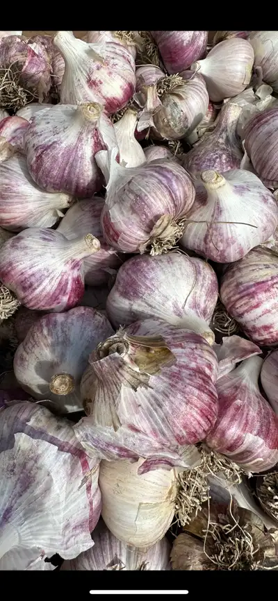 GARLIC  “RED RUSSIAN “, View more