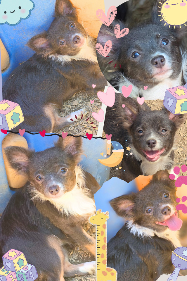 ❤️ Meet Daisy-Mae! ❤️ Tiny Chihuahua Puppy Raised with Love ❤️ in Dogs & Puppies for Rehoming in Ottawa - Image 3
