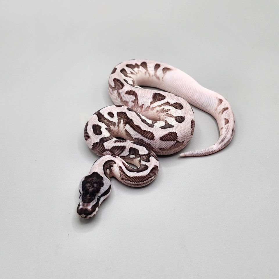 2026 Ball Python Hatchlings | Reptiles & Amphibians for Rehoming ...