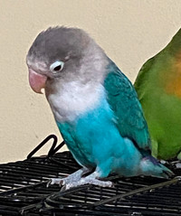 Happy and Beautiful Fischer and Peachface Lovebirds For Sale