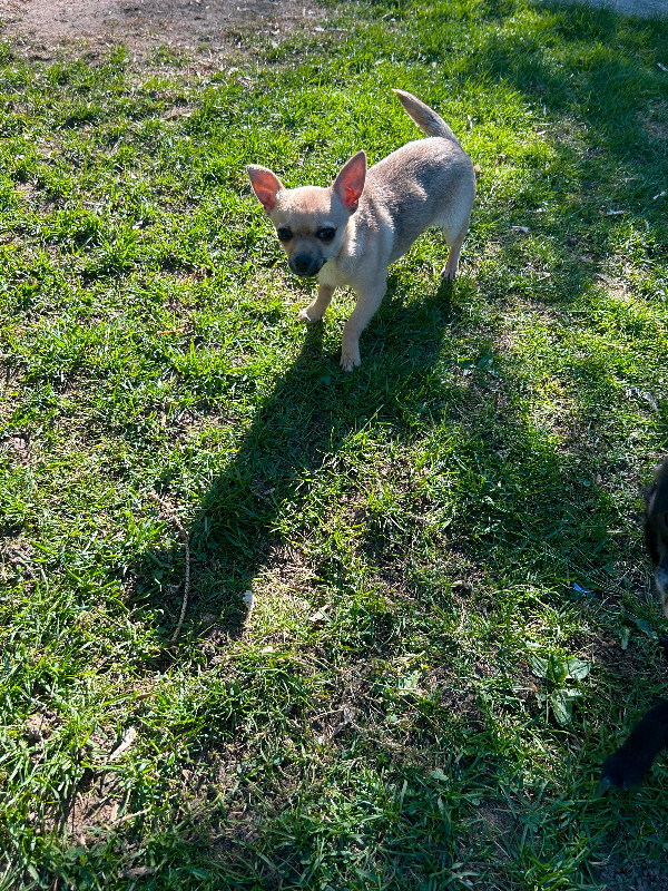 Full Breed Female Chihuahua in Dogs & Puppies for Rehoming in Belleville - Image 2
