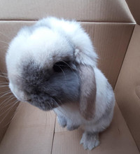 Great Featured Purebred Holland Lop bunny rabbit, #Great for a g City of Toronto Toronto (GTA) Preview