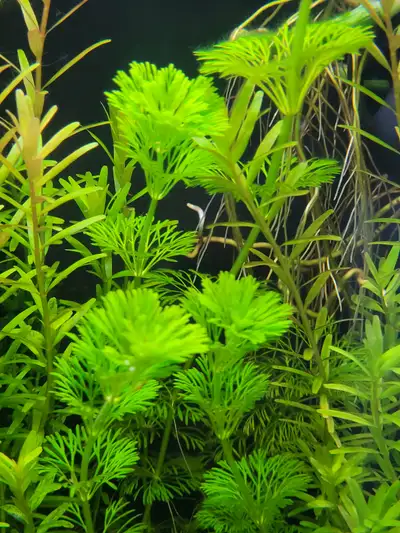 Plantes d'aquarium, Ceratophyllum (Hornswort), View more