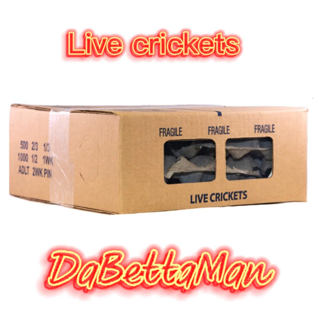 Live Crickets  in Accessories in Windsor Region - Image 4