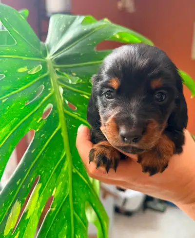 Thank-you for your interest in one of our precious dachshund babies. This will be our last litter fr...