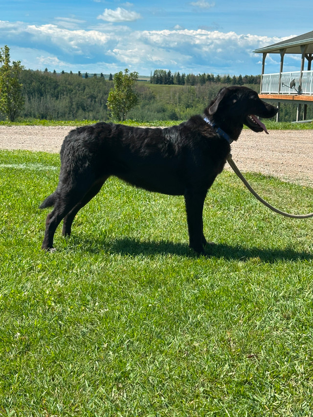 Maremma Cross Dogs in Dogs & Puppies for Rehoming in Calgary