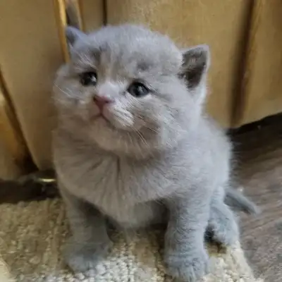 Adorable Scottish straight blue kittens registered in CCA/AFC, View more