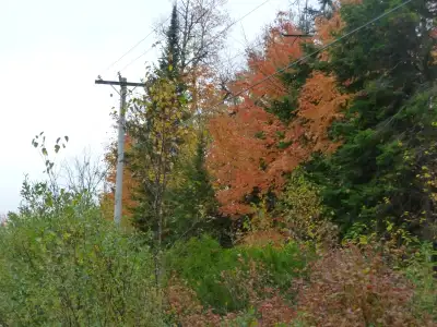 2 Beautiful Acres In Haliburton with Financing - $250 per month, View more