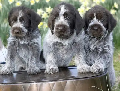 Puppies Griffin Korthal, View more