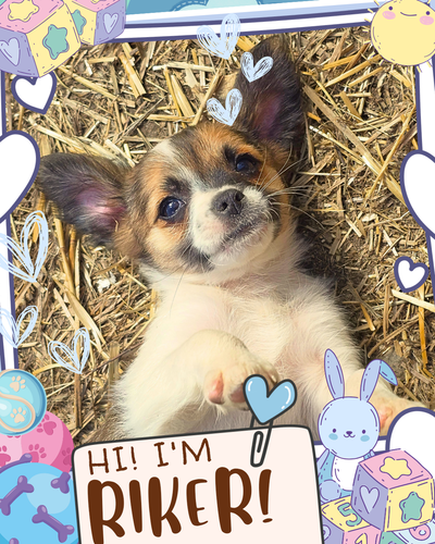❤️ Meet Riker! ❤️ Playful Chihuahua Mix Puppy Raised with Love, View more