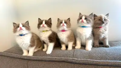 TICA registered Ragdoll Kittens. Bred in a loving home with other pets. Ragdolls are known for their...