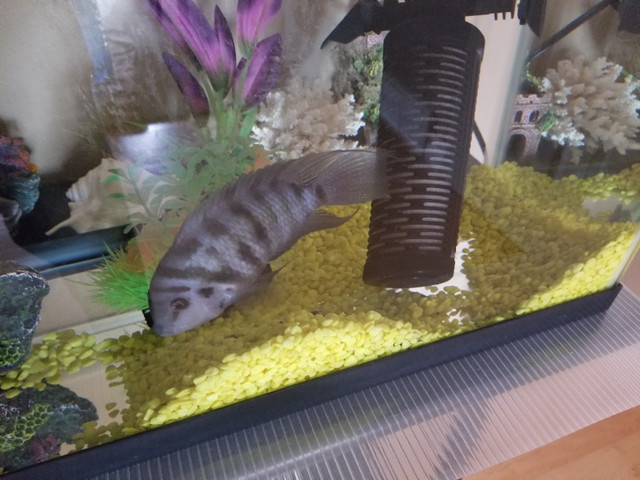 Cichlid 4.5" in Fish for Rehoming in Kitchener / Waterloo - Image 2