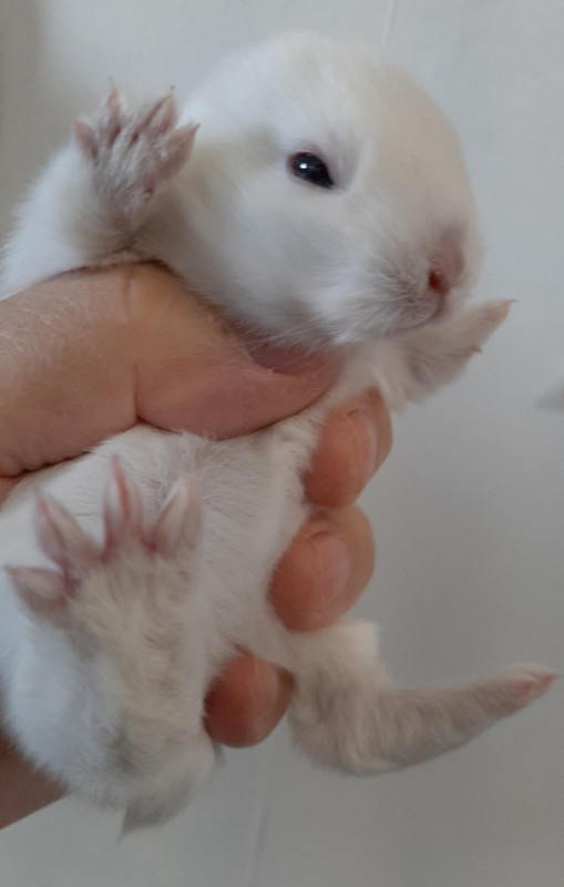 Good Featured BlueEye White Purebred Netherland Dwarf baby bunny in Small Animals for Rehoming in St. Catharines - Image 3