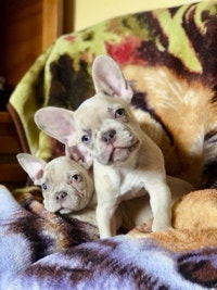 French Bull Dogs platinum blue merle