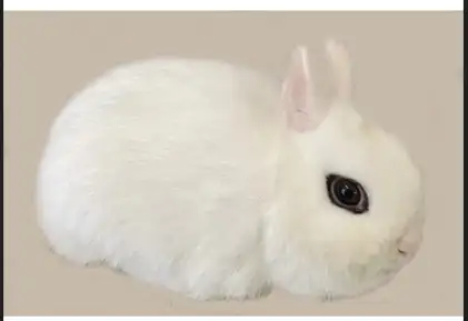 Top Featured Purebred Dwarf Hotot bunny rabbit, #Great for a gif in Small Animals for Rehoming in Mississauga / Peel Region - Image 2