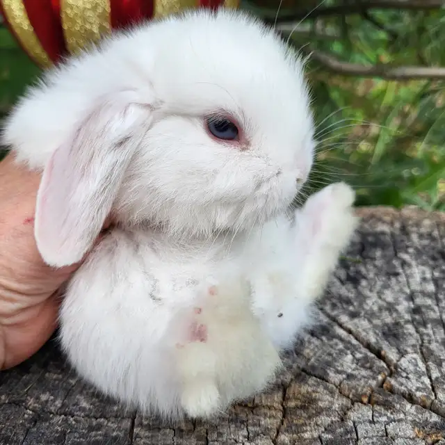 Bébé lapin néerlandais, bélier, tête de lion * baby bunny rabbit in Small Animals for Rehoming in West Island - Image 4