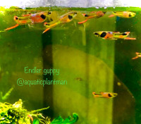 Endler Guppies **Pure Breed** and shrimp