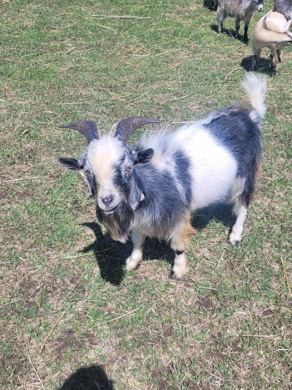 1.5yr old pygmy goat buck (intact) in Livestock in Belleville - Image 2