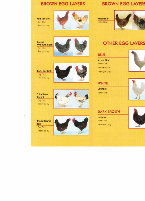 Order your Ready to Lay Chickens and Day Old chicks today! in Livestock in Barrie - Image 2