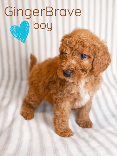 Standard Poodle (Moyen) Puppies, View more