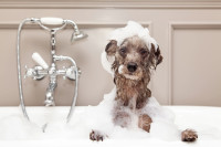 Home Dog Bath Service