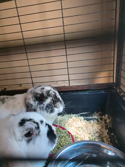 2 rabbits for sale, View more