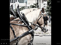 HORSE DRAWN CARRIAGE and WAGON RIDES