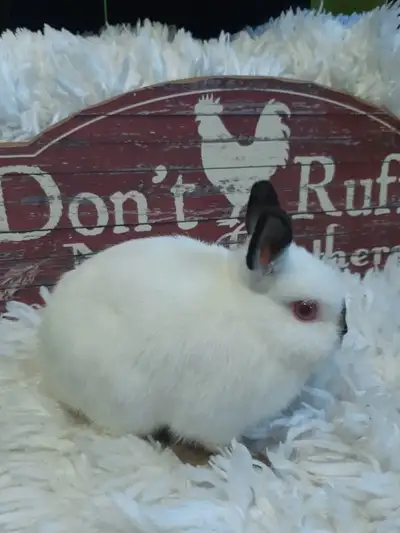 Pedigreed netherland dwarf junior buck. DOB March 15 2024. He is black Himalayan in colour and will...