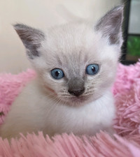 Siamese mix kittens 