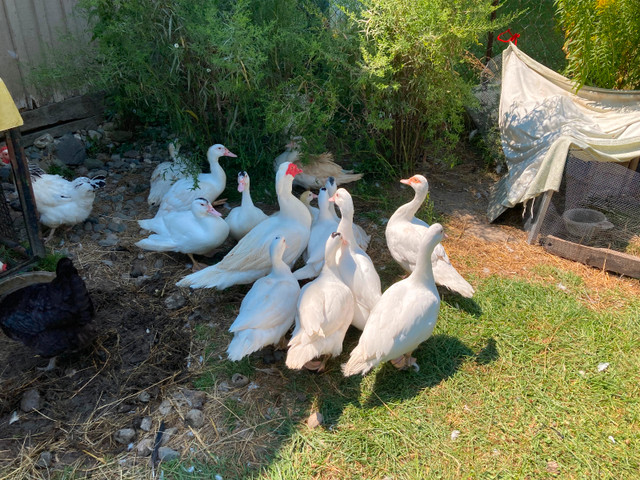 CANARDS  et POULES à vendre $10.00 dans Oiseaux à adopter  à Sherbrooke