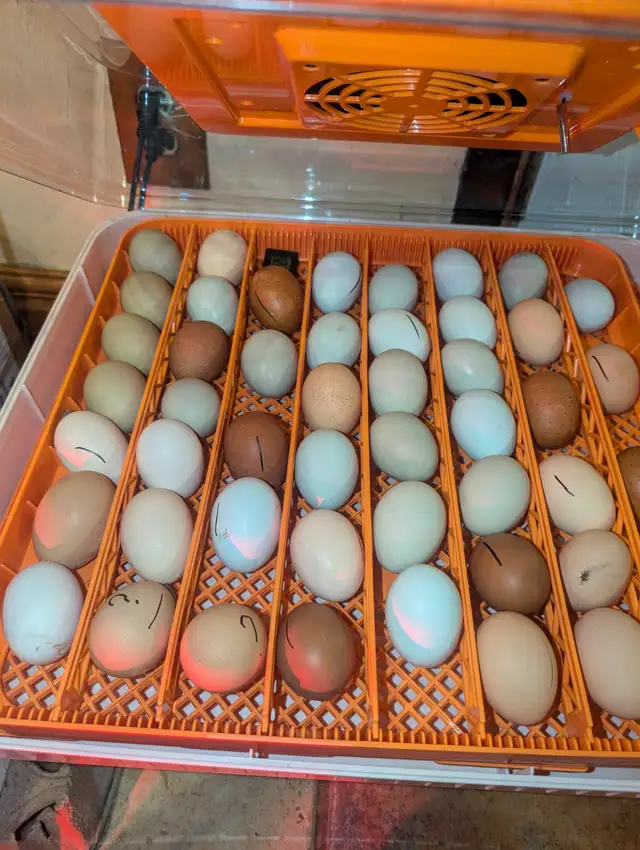 Oeufs couleurs de poule pondeuse fécondés* colored hatching eggs in Birds for Rehoming in City of Montréal - Image 11