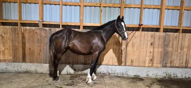 Gypsy X Yearling Filly in Horses & Ponies for Rehoming in Owen Sound - Image 3