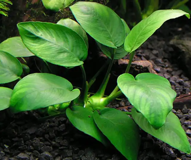 Aquarium aquatic plants "LOCALLY GROWN" in Accessories in Vancouver - Image 4