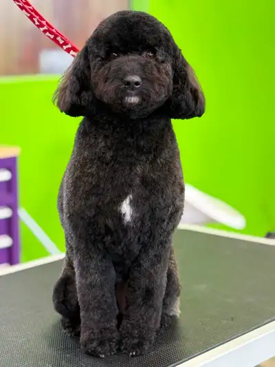 Dog and Cat Grooming! APPTS available, View more