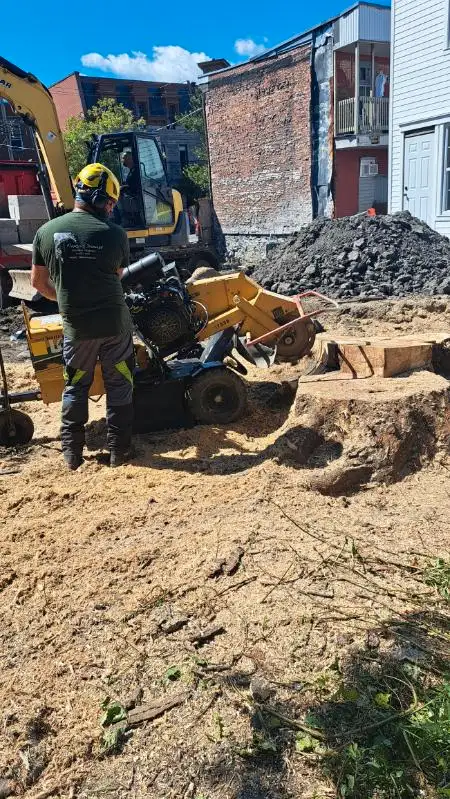 pruning trimming felling formative pruning stump removal cabling62863237747457122