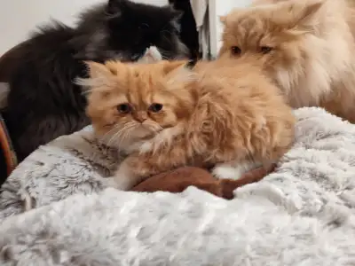 2 chatons persans poil long (1  mâle et 1 femelle), View more