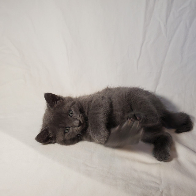 we sell kittens born on June 8 . 2025. two boys 1 girl. in Cats & Kittens for Rehoming in Miramichi