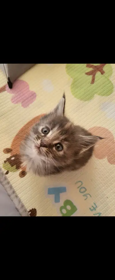 Pure Maine Coon kittens, View more