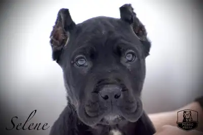 Presa Canario Puppies, View more