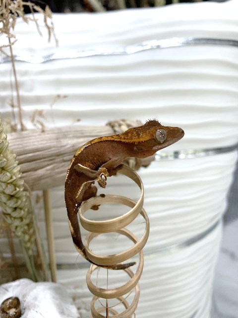 SALE - Over 30 Crested Geckos in Reptiles & Amphibians for Rehoming in Peterborough - Image 4
