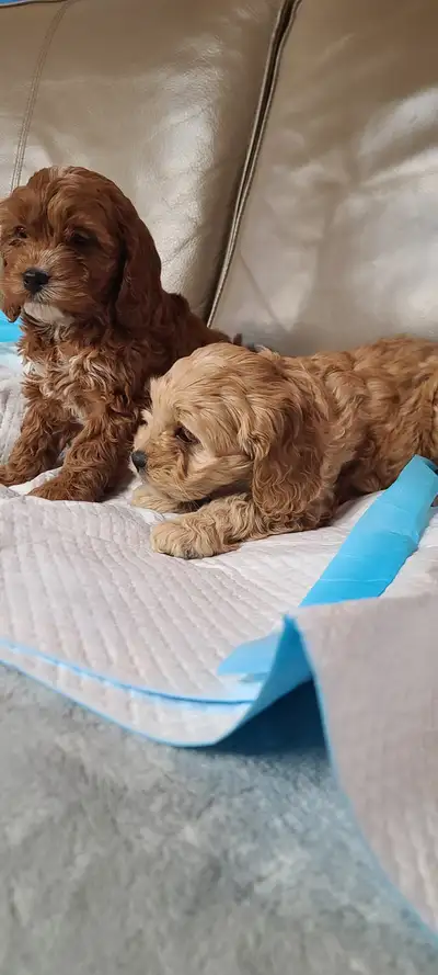 Cockapoo puppies, pickup starts March 16, View more