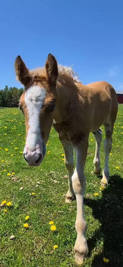 Gypsy X weanling colt, View more