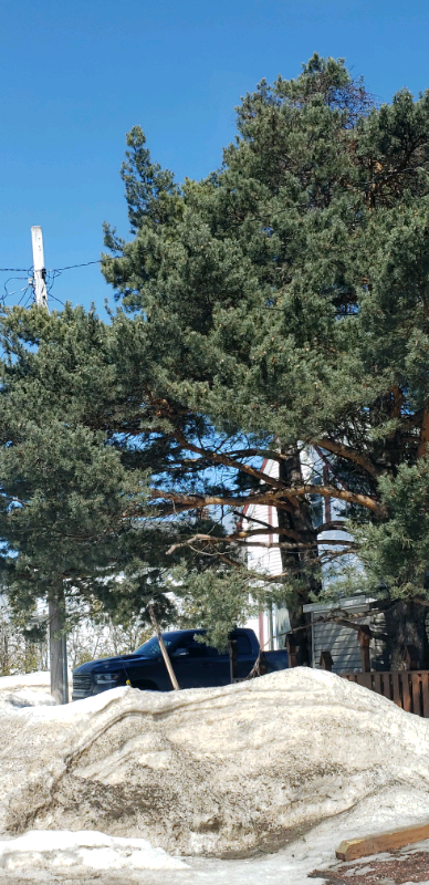 Tree and hedge removal services, View more