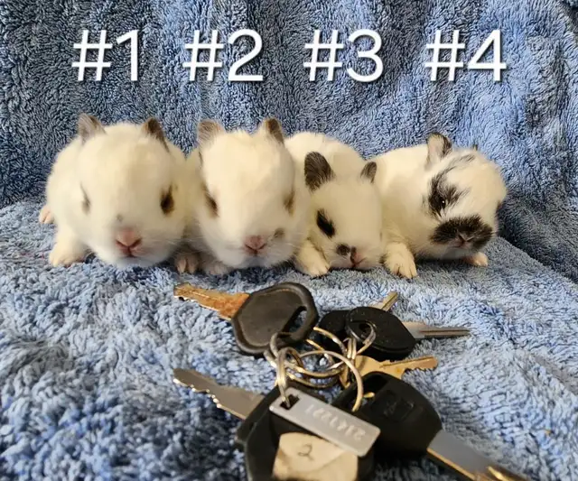 Great Featured Purebred Netherland Dwarf, Holland Lop, Hotot bun in Small Animals for Rehoming in Ottawa - Image 2