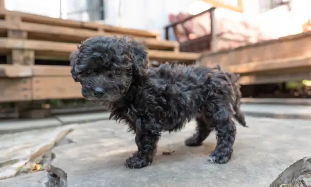 Silver Phantom Shi-Poo puppies - Ready for Adoption in Dogs & Puppies for Rehoming in Owen Sound - Image 15